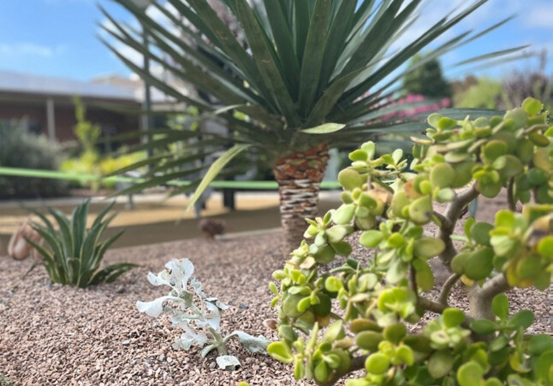 04404 Alwyndor Newsletter Autumn 2023 print ready 002